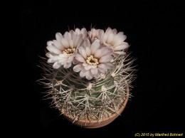 Gymnocalycium spec. 155